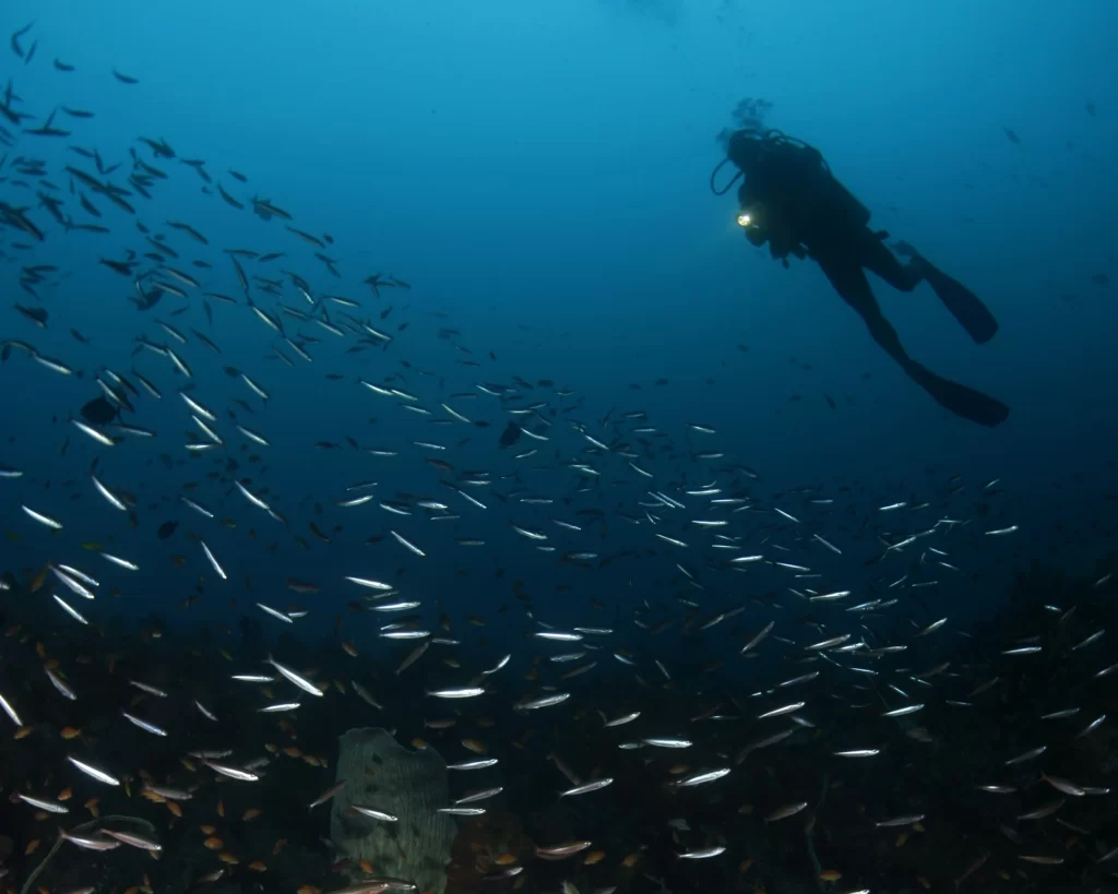 PADI open water diver surrounded by school of fish