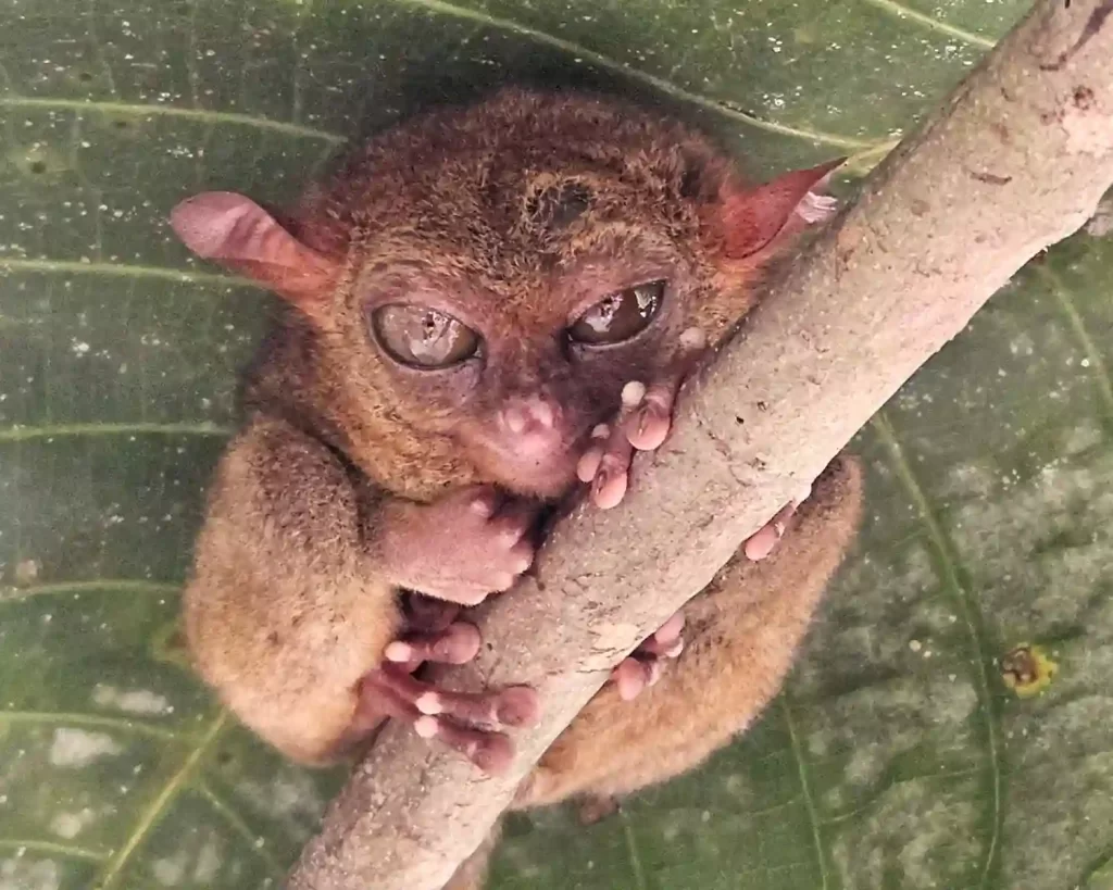 a tarsier on a tree branch in Bohol