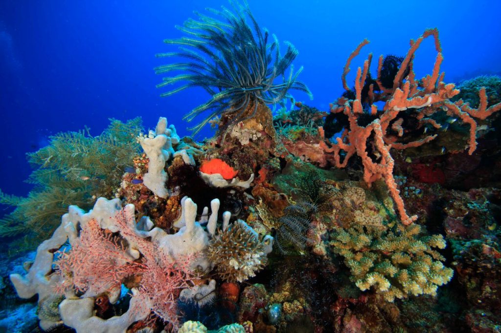 Rich marine sanctuary of Tablas Island